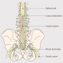 Cauda Equina Syndrome - REBEL EM - Emergency Medicine Blog