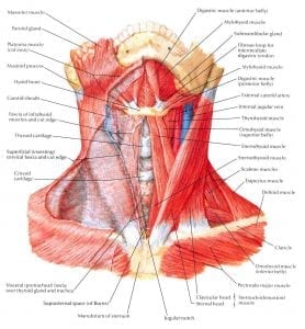 Neck Anatomy I (Netter's) - REBEL EM - Emergency Medicine Blog