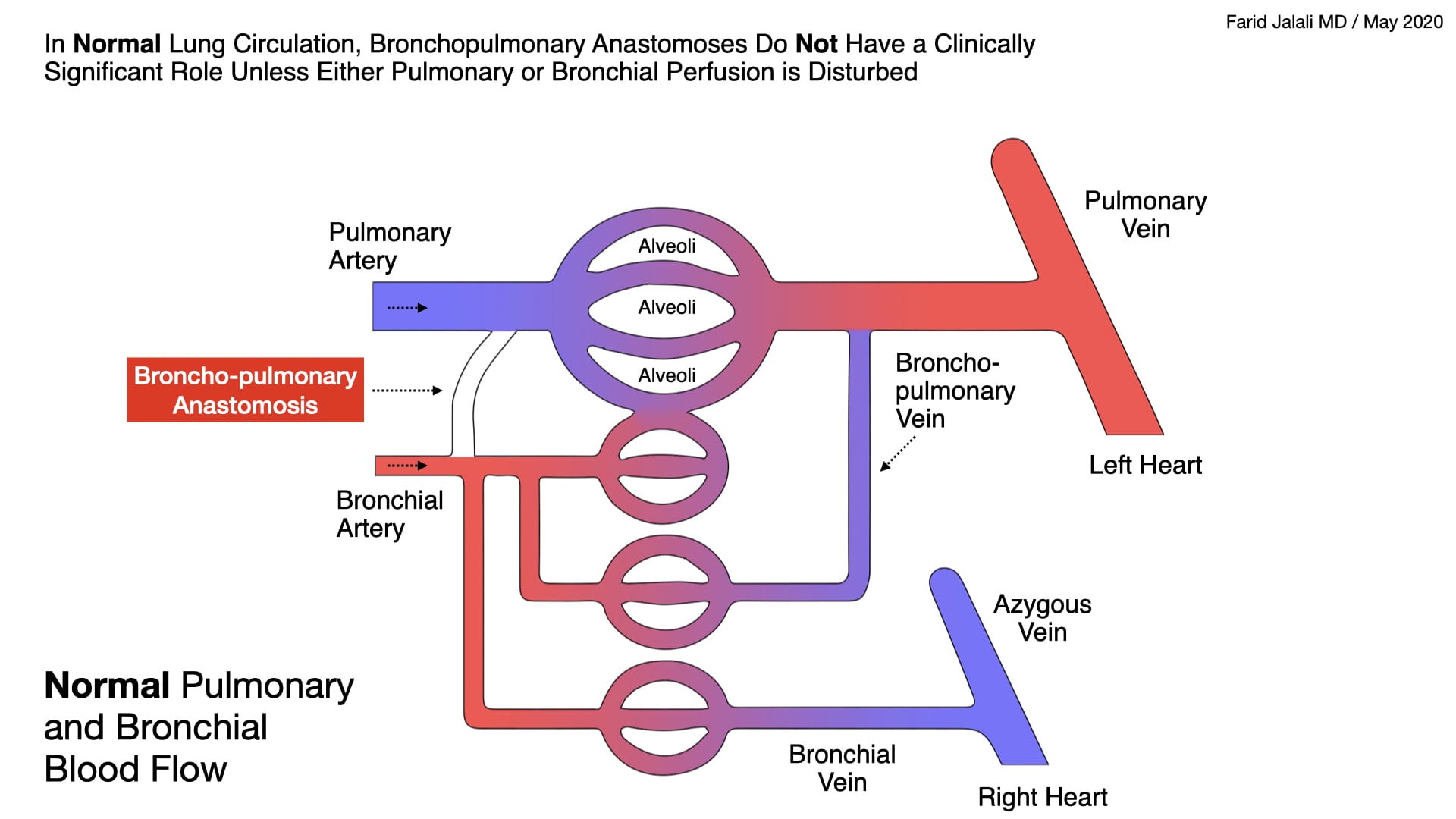 Bronchial And Pulmonary Artery