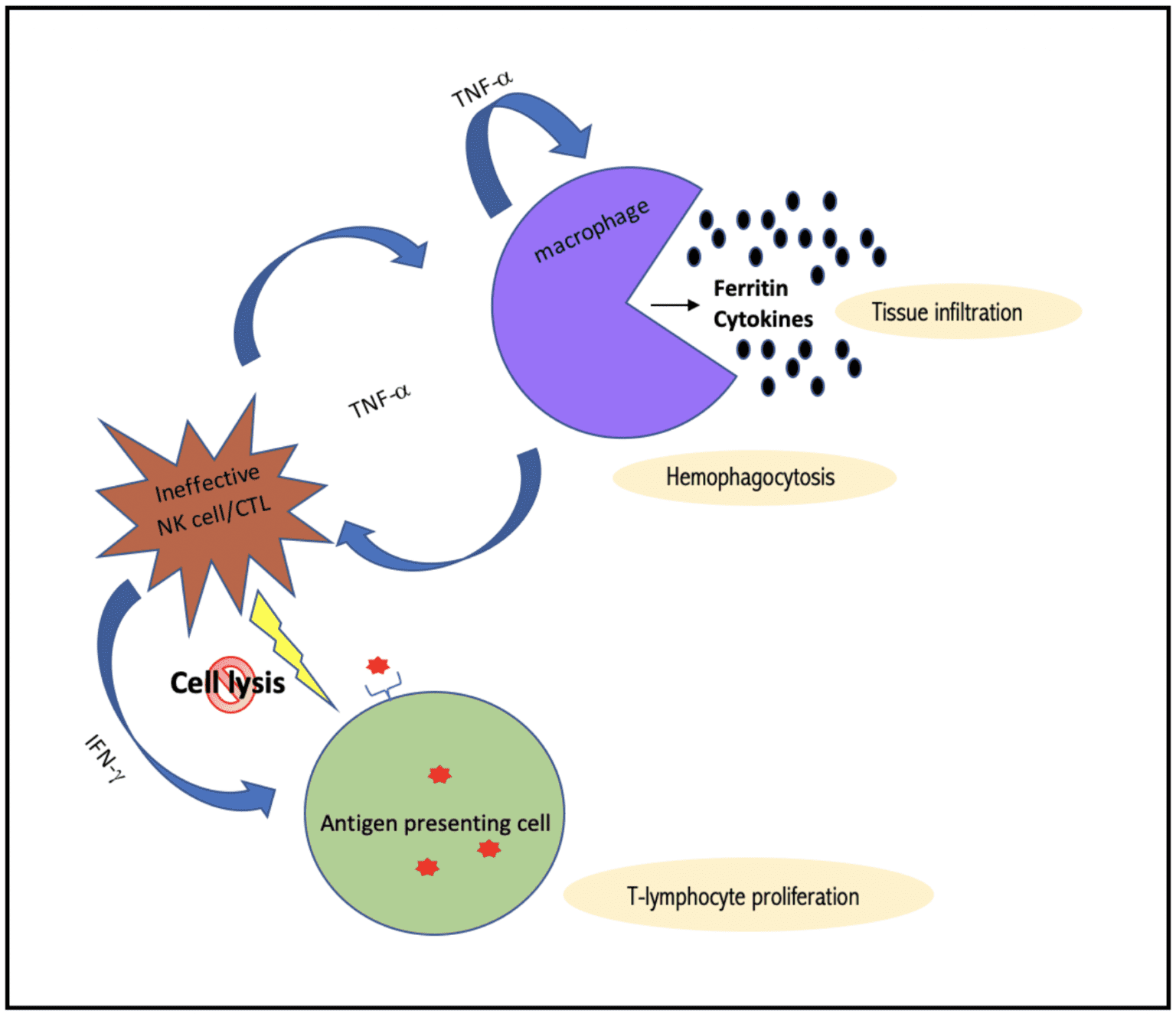 HLH Pathophysiology REBEL EM Emergency Medicine Blog