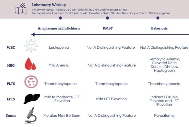 TickBorne Illnesses Labs REBEL EM Emergency Medicine Blog