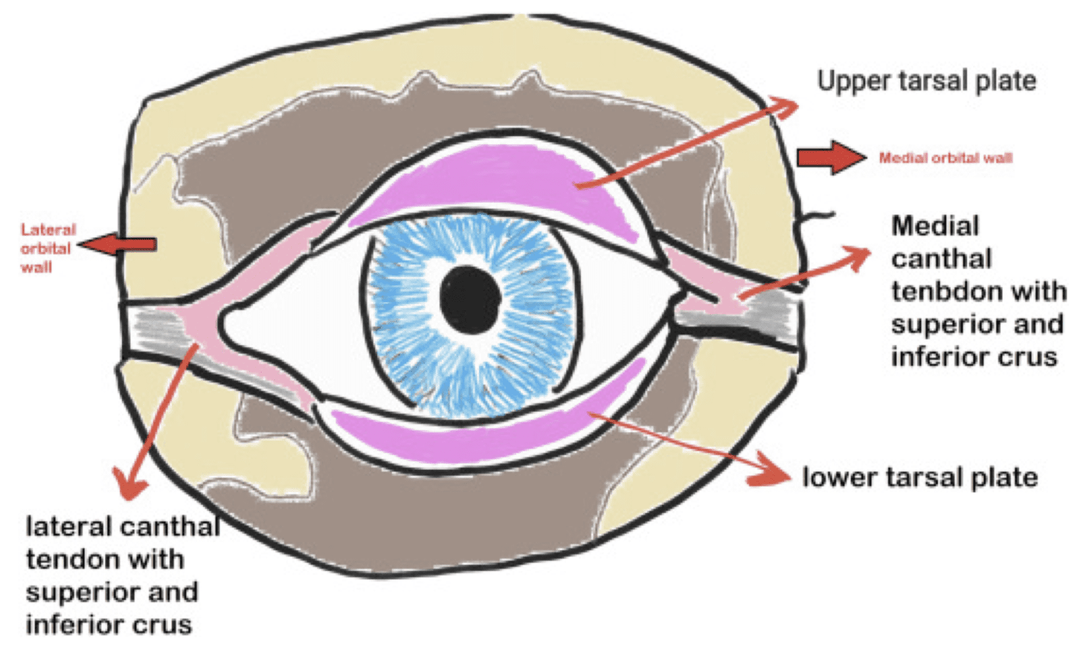 Rebellion21: SAVE the EYE – Lateral Canthotomy via Andy Little, DO ...